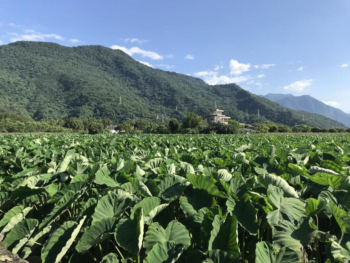 花蓮金澤居民宿樹窩民宿御安居民宿寵物友善 Cát An Ngoại thất bức ảnh